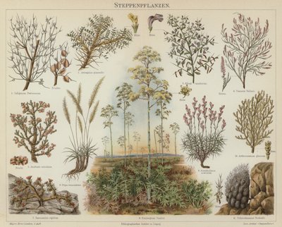 Steppeplanter (farge litho) av German School