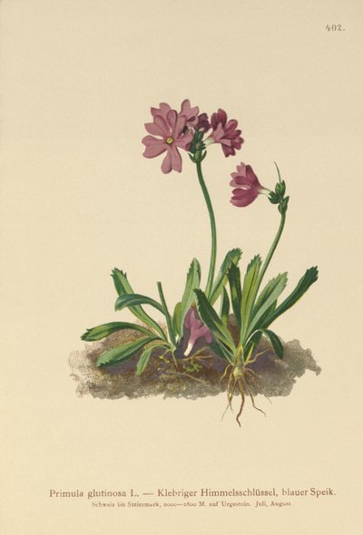 Sticky Primrose (Primula glutinosa) av German School
