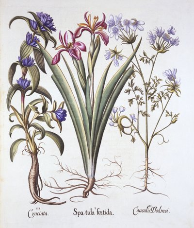 Stinking Iris, Orlaya og Crosswort Gentian, fra Hortus Eystettensis, av Basil Besler (1561-1629), pub. 1613 (håndfarget gravering) av German School