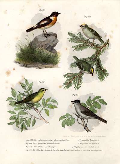Stonechat, 1864 av German School