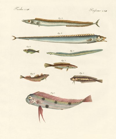 Merkelig og vakker fisk av German School