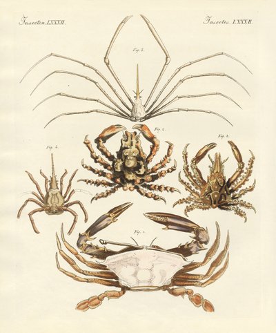 Rare krabber (farget gravering) av German School