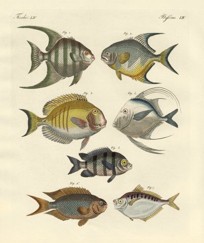 Merkelig fisk (farget gravering) av German School