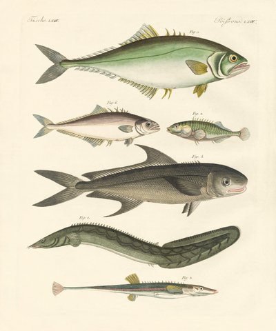 Merkelig fisk (farget gravering) av German School