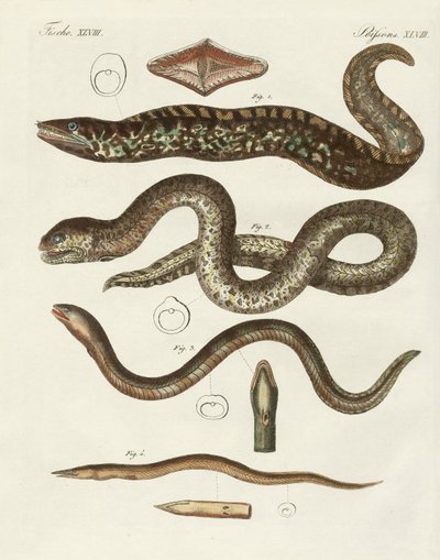 Merkelig fisk (farget gravering) av German School