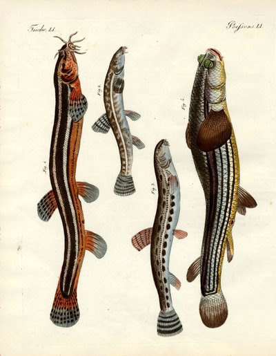 Merkelig fisk (farget gravering) av German School