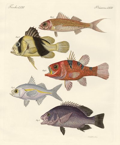 Merkelig fisk (farget gravering) av German School