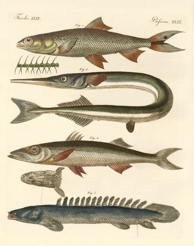 Merkelig fisk (farget gravering) av German School