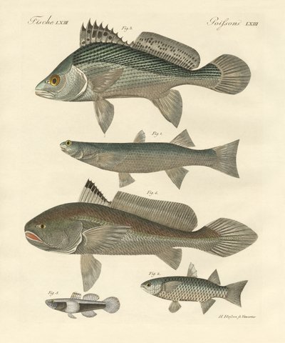 Merkelig fisk fra Ganges (farget gravering) av German School