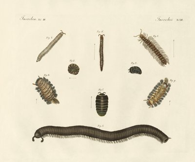 Merkelige insekter (farget gravering) av German School