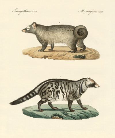 Rare skunks (farget gravering) av German School