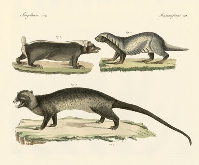 Rare skunks (farget gravering) av German School