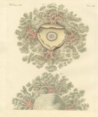 Rare ormer (farget gravering) av German School