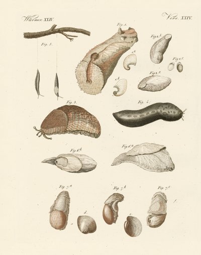 Merkelige ormer (farget gravering) av German School