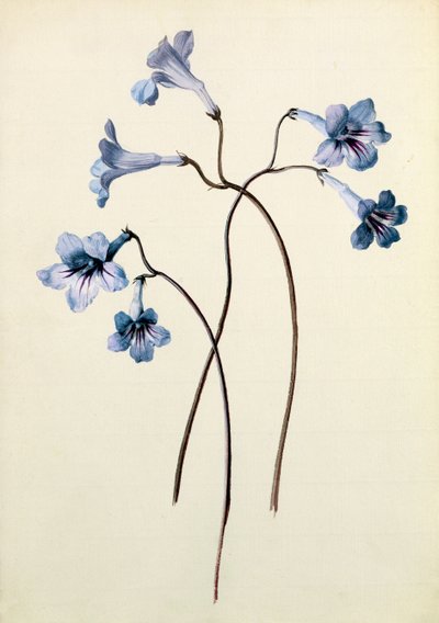 Streptocarpus, ca. 1790 (wc på papir) av German School