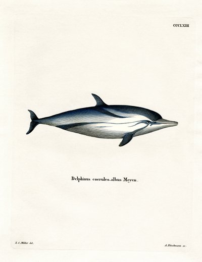 Stripet delfin (farget gravering) av German School