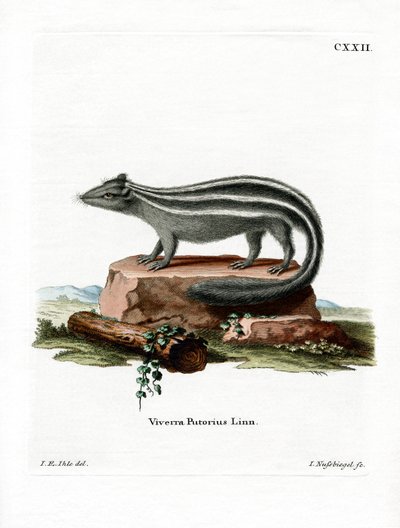Stripet Skunk (farget gravering) av German School