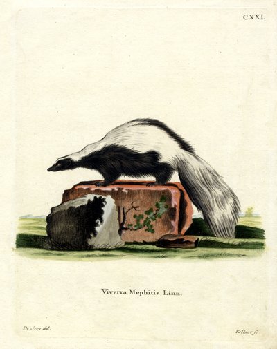 Stripet Skunk (farget gravering) av German School