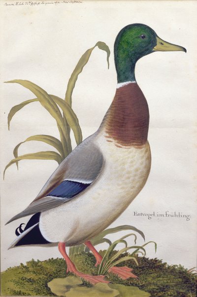 Studie av en stokkand, ca. 1790 (wc med gouache på papir) av German School