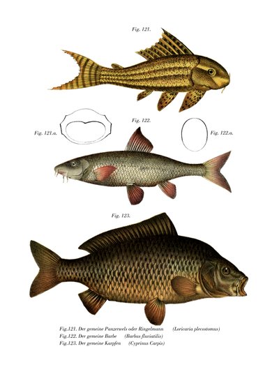 Suckermouth Catfish (farge litho) av German School