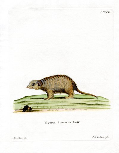 Surikate (farget gravering) av German School