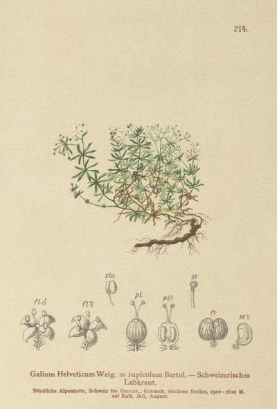 Sveitsisk sengehalm (sveitsisk Galium, Galium rupicolum, Galium megalospermum) av German School
