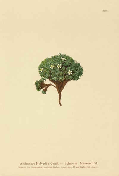 Sveitsisk steinsjasmin (Androsace Helvetica) av German School