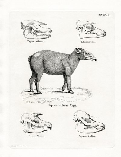Tapir-hodeskaller (farget gravering) av German School