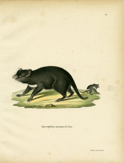 Tasmanian Devil (farget gravering) av German School