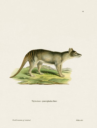 Tasmanian Tiger (farget gravering) av German School