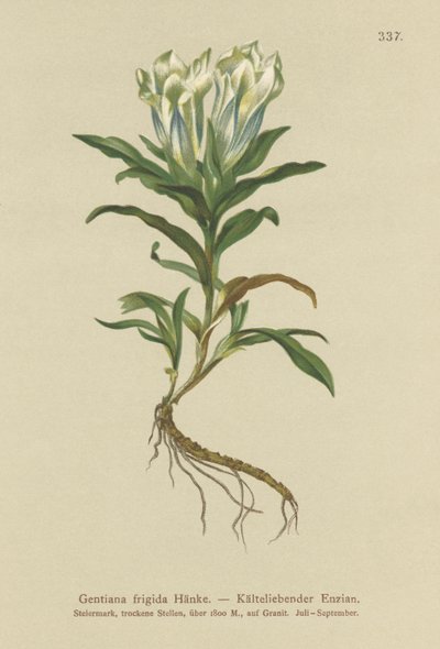 Tauern Gentian (Gentiana frigidum) av German School