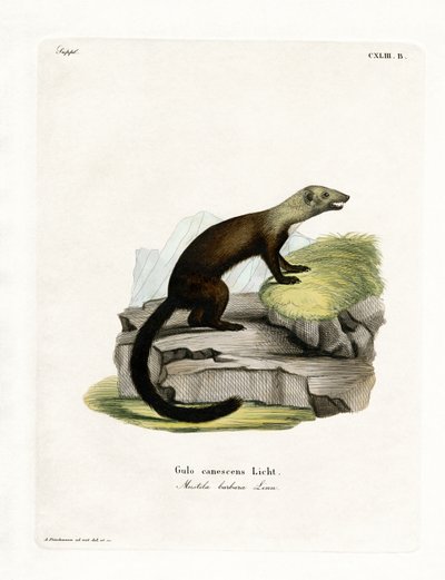 Tayra (farget gravering) av German School