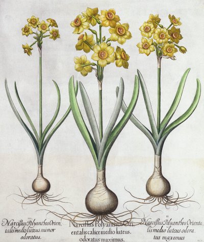 Tazetta Narcissi, fra Hortus Eystettensis av Basil Besler (1561-1629), pub. 1613 (håndfarget gravering) av German School