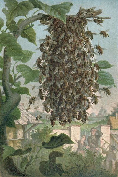 The Bees Nest, slutten av 1800-tallet av German School