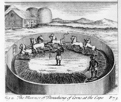 The Manner of Thrashing of Corn at the Cape, illustrasjon fra 