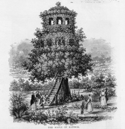 The Maple of Ratibor, Schlesia, 1893 av German School