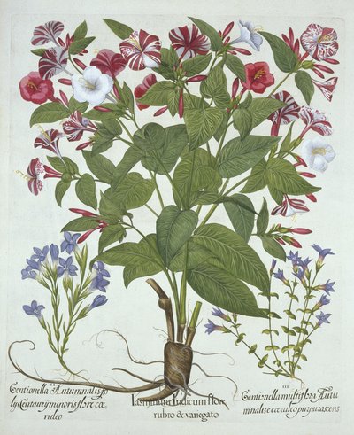 The Marvel of Peru and Two Varieties of Gentian, fra Hortus Eystettensis, av Basil Besler (1561-1629), pub. 1613 (håndfarget gravering) av German School