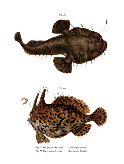 Monkfish (farge litho) av German School