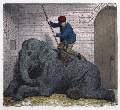 The morning toilet of the Lilli elephant. In “” Wenn Jemand eine Reise thut, so kann er was erzahlen”” (When someone travels, this is what he can tell), German tale by Franz Wiedemann av German School