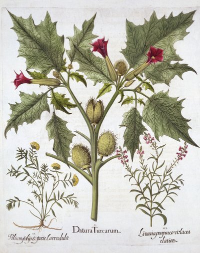 Thorn Apple, Germander og Purple Toadflax, fra Hortus Eystettensis, av Basil Besler (1561-1629), pub. 1613 (håndfarget gravering) av German School