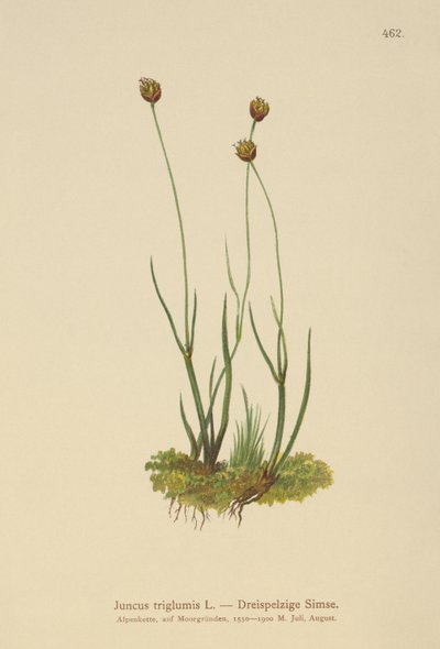 Treskrogs Rush (Juncus triglumis) av German School