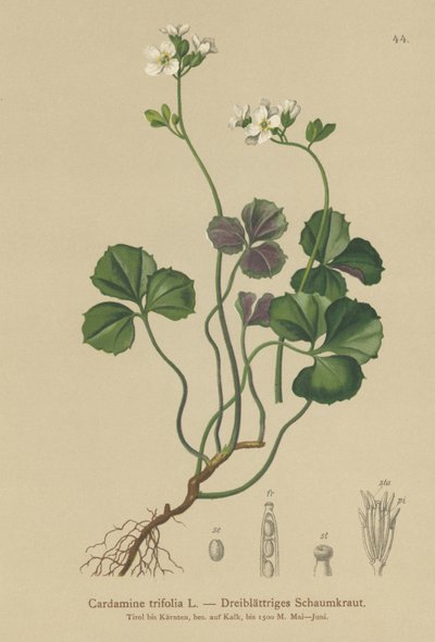 Trebladet bitterkarse (Cardamine trifolia) av German School