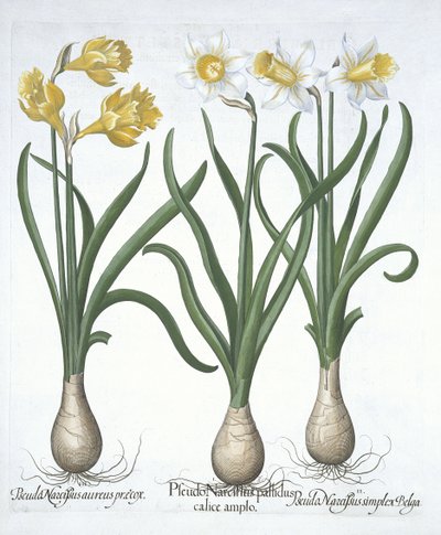 Three Pseudo-Narcissi, fra Hortus Eystettensis, av Basil Besler (1561-1629) pub. 1613 (håndfarget gravering) av German School