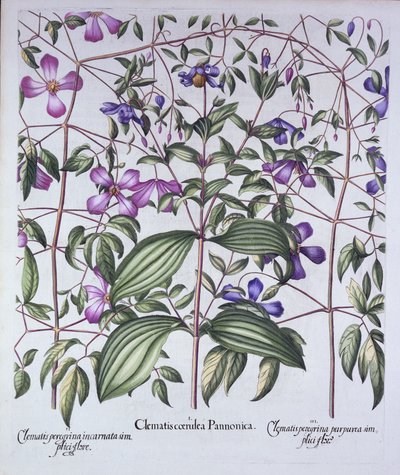 Three Types of Clematis, fra Hortus Eystettensis, av Basil Besler (1561-1629), pub. 1613 (håndfarget gravering) av German School
