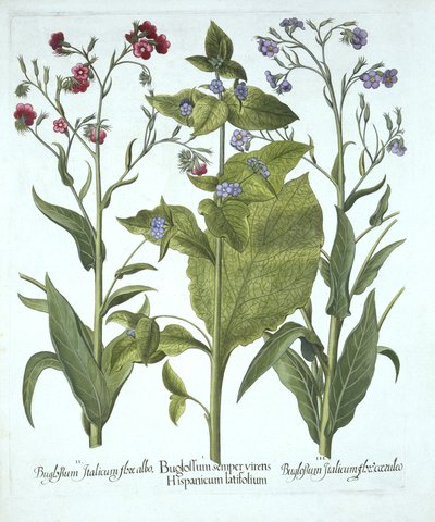 Tre varianter av Bugloss, fra Hortus Eystettensis, av Basil Besler (1561-1629), pub. 1613 (håndfarget gravering) av German School