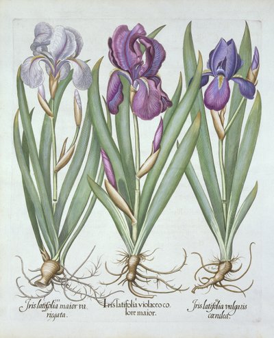 Tre varianter av rhizomatous skjeggete iris, fra Hortus Eystettensis, av Basil Besler (1561-1629) pub. 1613 av German School