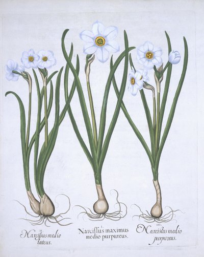Tre hvite Narcissi, fra Hortus Eystettensis, av Basil Besler (1561-1629) pub. 1613 (håndfarget gravering) av German School
