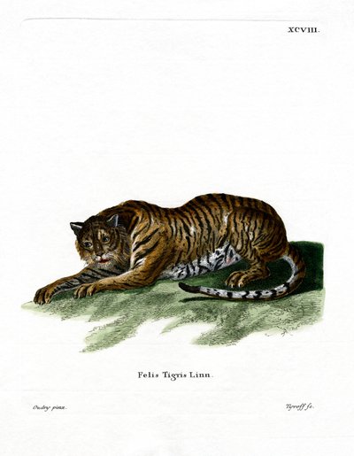 Tiger (farget gravering) av German School