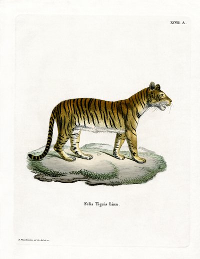 Tiger (farget gravering) av German School
