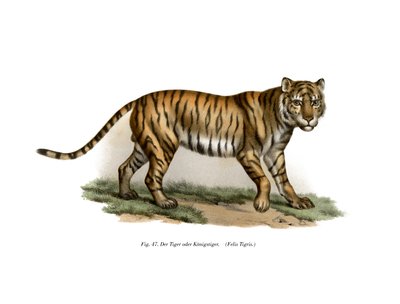 Tiger, 1860 av German School